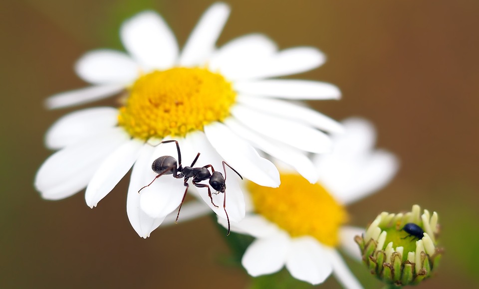 Aussage eines Sprachexperten, beglaubigte Übersetzung